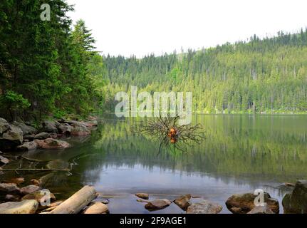 Gletscherteufel`s See im Nationalpark Sumava, Tschechische republik Stockfoto